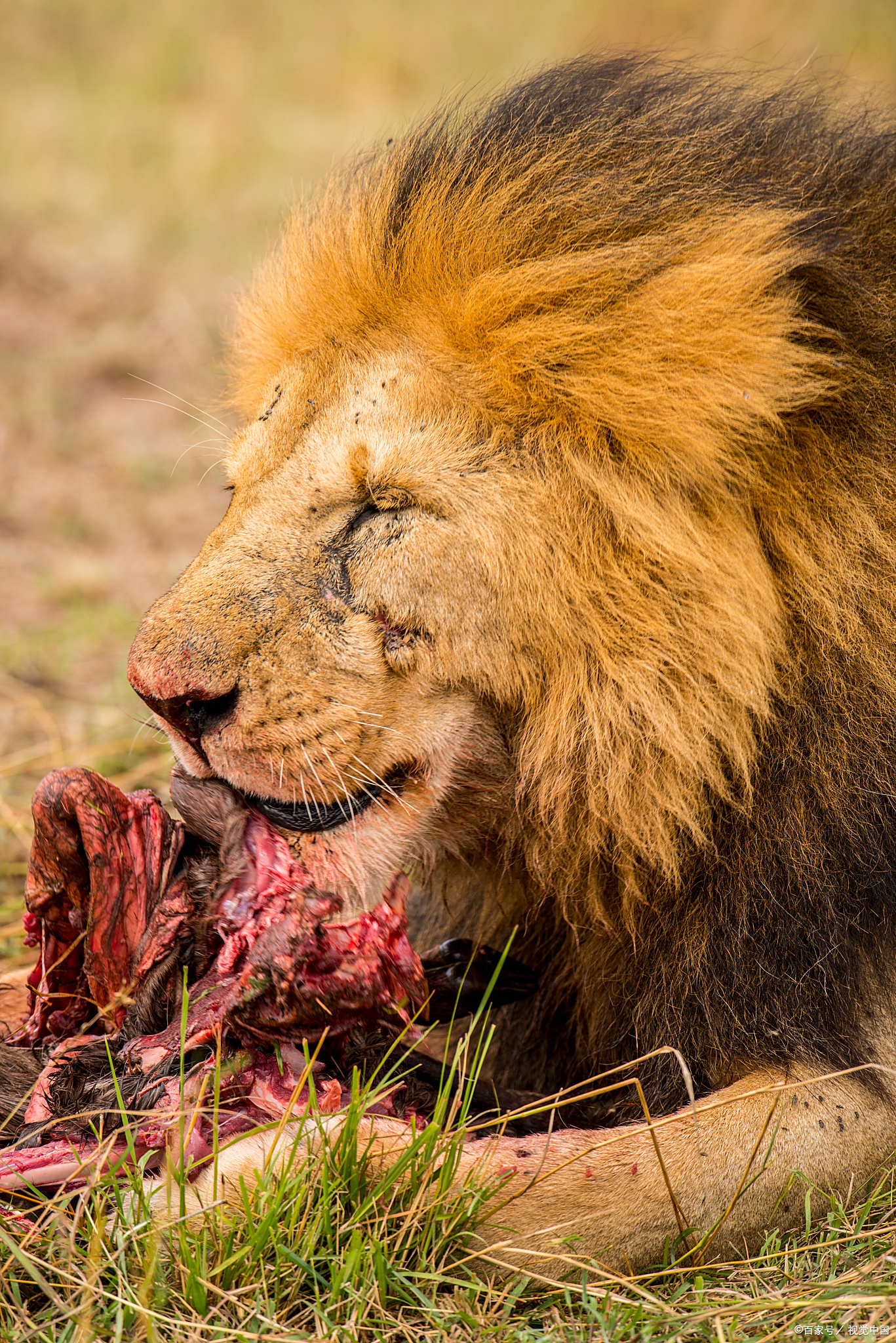 雄鹿轻取热火B队,贝弗利绝境逆转 雄鹿轻取热火B队,贝弗利绝境逆转